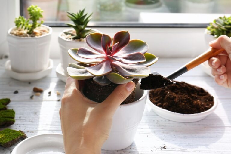 How to Take Care of Succulents Indoor