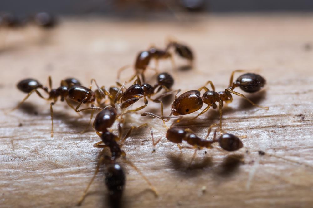 How to Get Rid Of Ants in Home