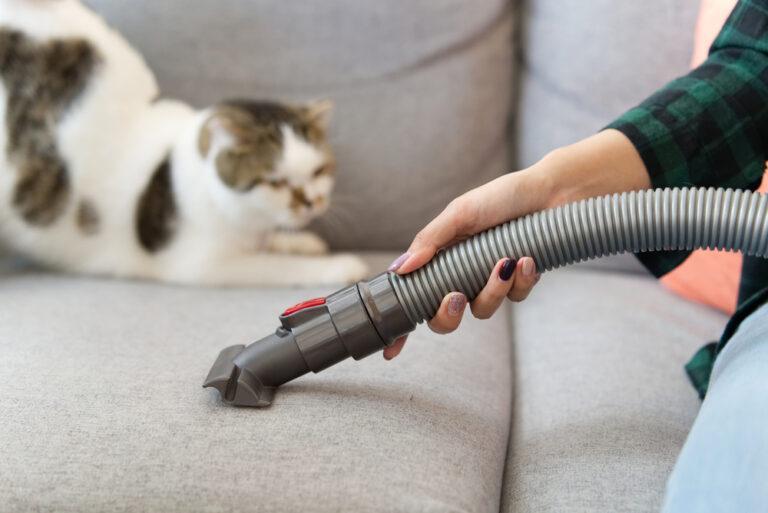 How to Remove Pet Hair from Couch