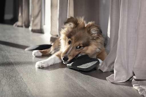 Choosing the Best Flooring When You Own Cats and Dogs