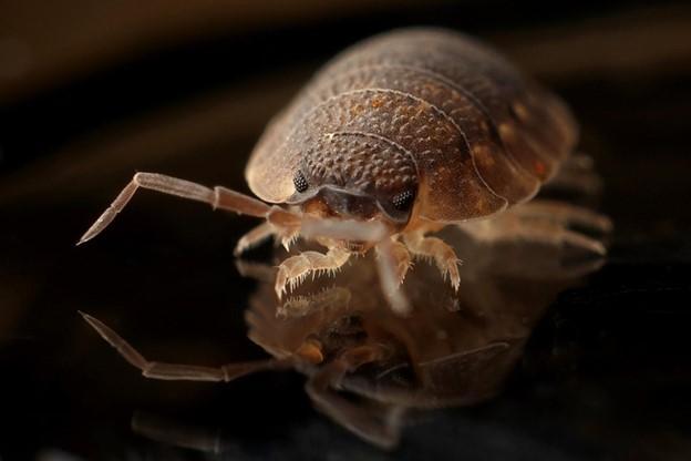 Home Maintenance Guide 2022: Do Bed Bugs Affect Your Health?