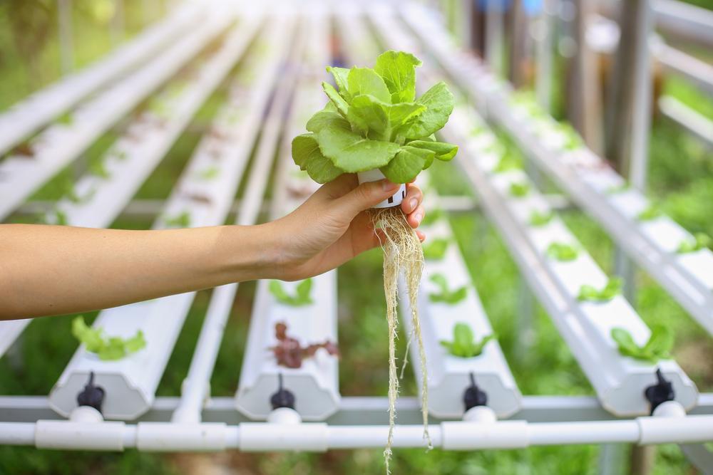 Hydroponic Gardening Tips on How to Start at Home